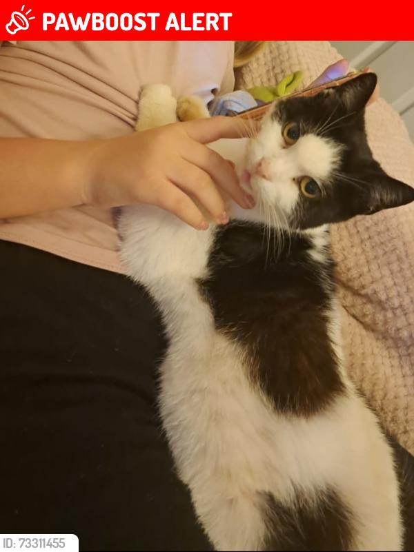 Lost Female Cat last seen Sidney road m9, Greater Manchester, England M9 8BW