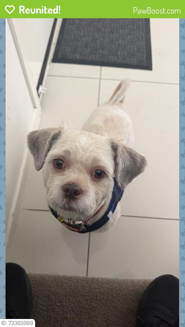 Reunited Male Dog last seen Kianawah Rd, Ropley rd, Wynnum West, QLD 4178