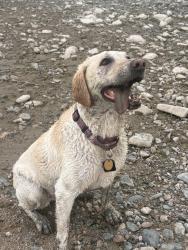 Lost Female Dog last seen Ridge, Cheyenne, WY 82009