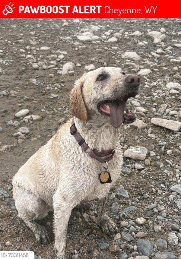 Lost Female Dog last seen Ridge, Cheyenne, WY 82009
