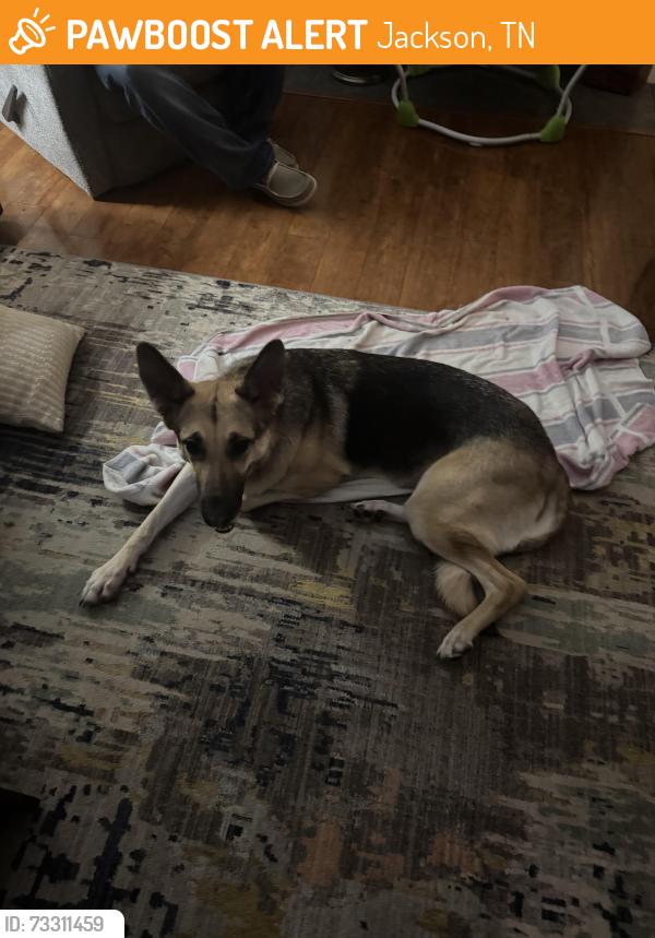 Rehomed Female Dog last seen Cooper Anderson, Jackson, TN 38305