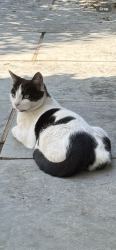 Lost Male Cat last seen Back gardens of the KT2 5JZ area, Greater London, England KT2 5JZ