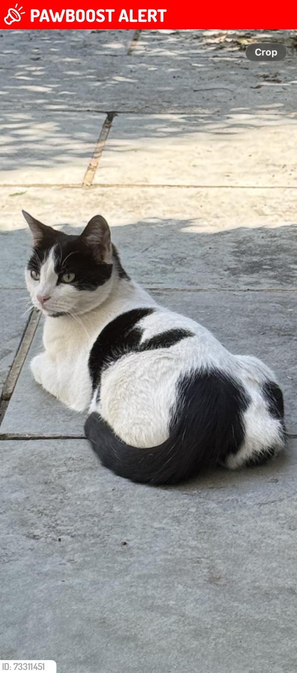 Lost Male Cat last seen Back gardens of the KT2 5JZ area, Greater London, England KT2 5JZ