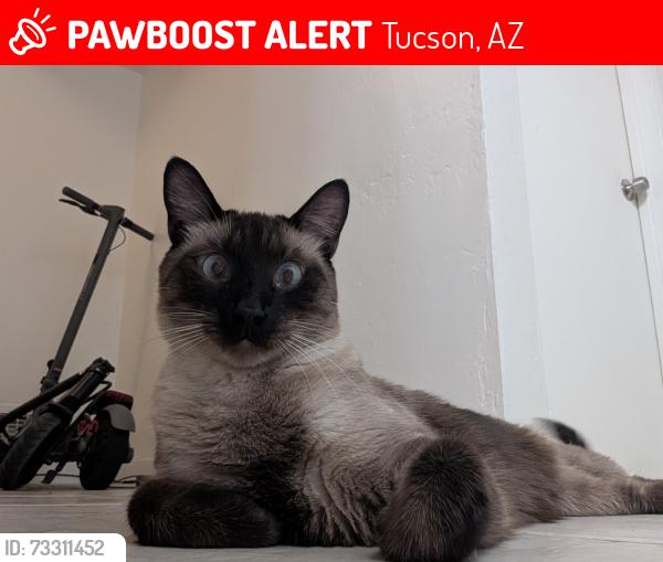 Lost Male Cat last seen E 4th and Columbus, Tucson, AZ 85711