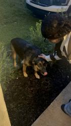 Reunited Male Dog last seen Old Bremen Road, Carrollton, GA 30117