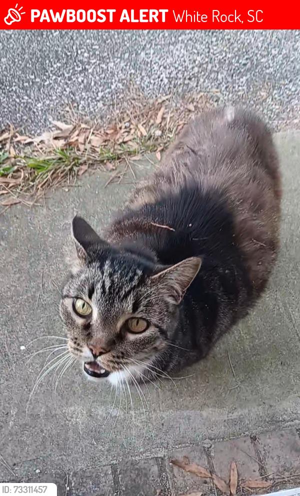 Lost Female Cat last seen Spring Hill high school, White Rock, SC 29036