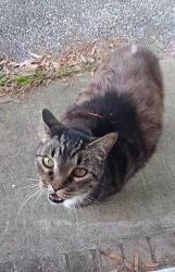 Lost Female Cat last seen Spring Hill high school, White Rock, SC 29036