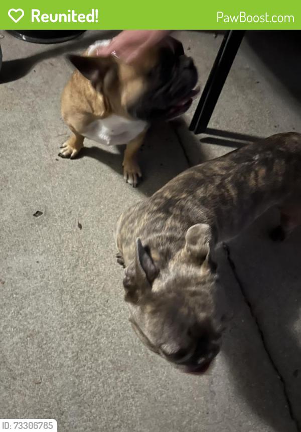 Reunited Male Dog last seen The Pines Montclair, Montclair, CA 91763