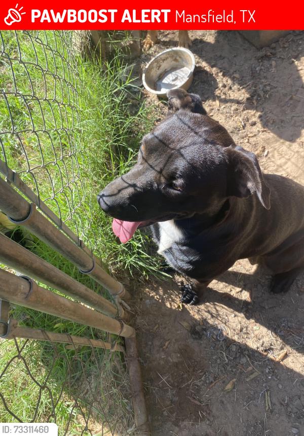 Lost Male Dog last seen Day Rd and CR 525, Mansfield, TX 76063
