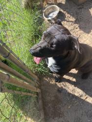 Lost Male Dog last seen Day Rd and CR 525, Mansfield, TX 76063