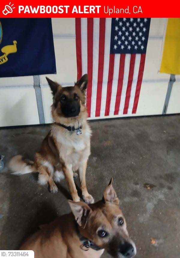 Lost Male Dog last seen Campus & 11th, Upland, CA 91786
