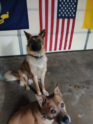 Lost Male Dog last seen Campus & 11th, Upland, CA 91786