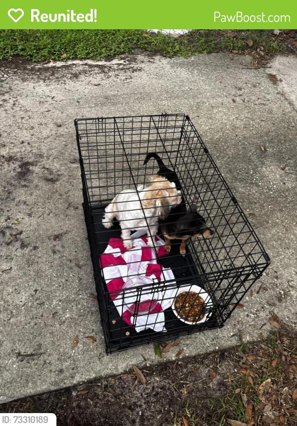 Reunited Female Dog last seen Near Spring Park Elementary School, Jacksonville, FL 32207