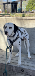 Reunited Male Dog last seen Near waterside drive north Little Rock Arkansas, North Little Rock, AR 72116