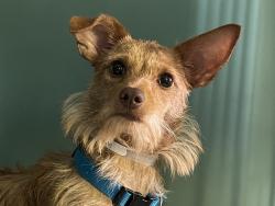 Shelter Stray Female Dog last seen Moshulu Parkway, BRONX, NY, 10463, 326 E 110th St, New York, NY 10029, USA