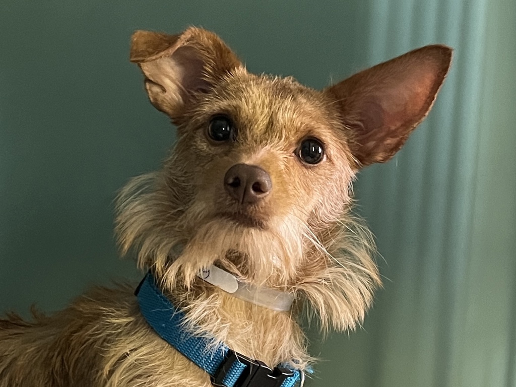 Shelter Stray Female Dog last seen Moshulu Parkway, BRONX, NY, 10463, 326 E 110th St, New York, NY 10029, USA