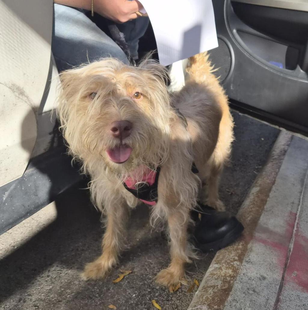 Shelter Stray Female Dog last seen MACC, NEW YORK, NY, 10029, 326 E 110th St, New York, NY 10029, USA