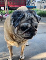 Reunited Unknown Dog last seen Buenos Aires & Whiteman, Albuquerque, NM 87120