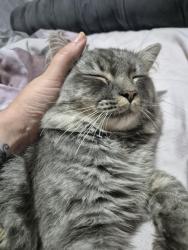 Reunited Male Cat last seen Swale drive airedale, Castleford, England 