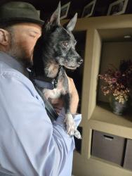 Reunited Male Dog last seen Near E Rose Hill St, Tucson, AZ 85747