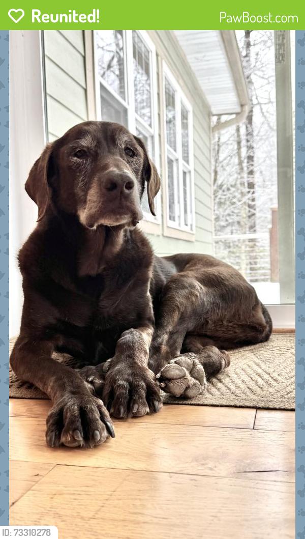 Reunited Female Dog last seen Could be pinnacle Mountain Road or Barea Church, Hendersonville, NC 28739