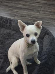 Reunited Male Dog last seen Prairie Ave, Hawthorne, CA 90250