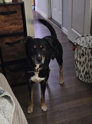 Reunited Male Dog last seen Shoally Park, Spartanburg County, SC 29316
