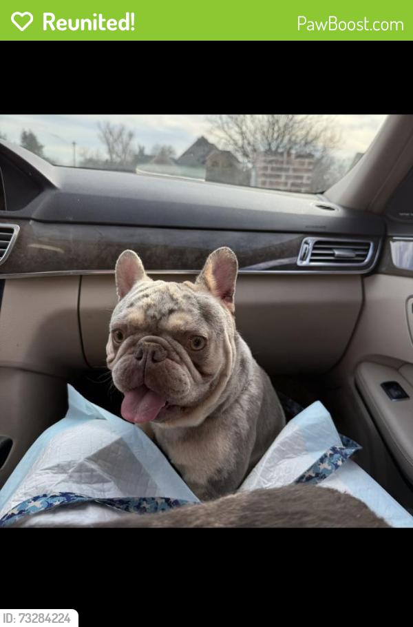 Reunited Male Dog last seen Near denley or ewing and Illinois, Dallas, TX 75216