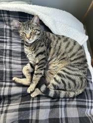 Reunited Male Cat last seen Steele rd and Loring drive, Atlanta, GA 30309