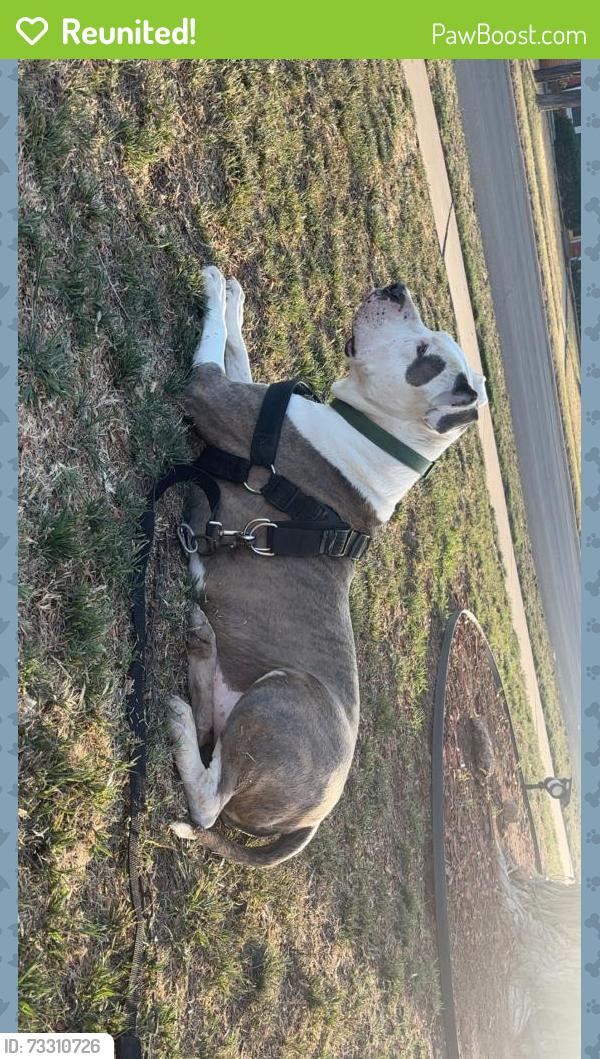 Reunited Male Dog last seen Near 13th street, Lubbock, TX 79416