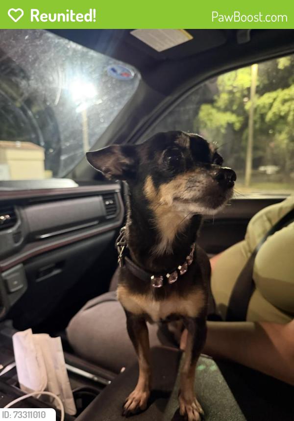 Reunited Female Dog last seen sunset strip, Sunrise, FL 33322