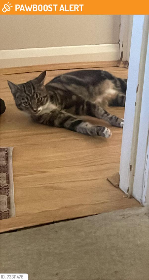 Found/Stray Unknown Cat last seen Chessington Station, Greater London, England 