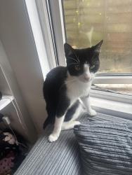 Lost Male Cat last seen West Ealing, Dane Road, Greater London, England W13 9AQ