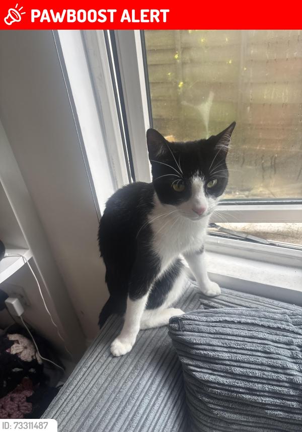 Lost Male Cat last seen West Ealing, Dane Road, Greater London, England W13 9AQ