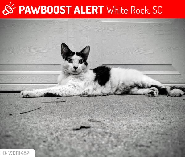 Lost Female Cat last seen Spring Hill high school, White Rock, SC 29036