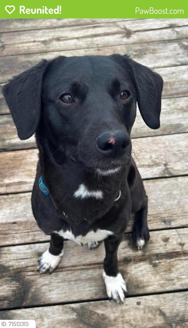 Reunited Female Dog last seen CW Leach, New Tecumseth, ON 
