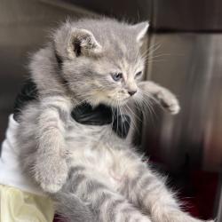 Shelter Stray Male Cat last seen , 5570 Sturmer Park Cir, Winston-Salem, NC 27105, USA