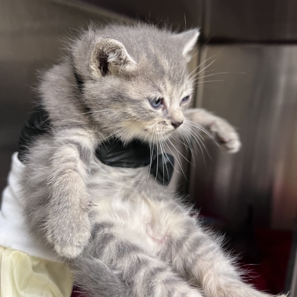 Shelter Stray Male Cat last seen , 5570 Sturmer Park Cir, Winston-Salem, NC 27105, USA