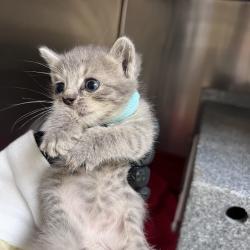 Shelter Stray Female Cat last seen , 5570 Sturmer Park Cir, Winston-Salem, NC 27105, USA