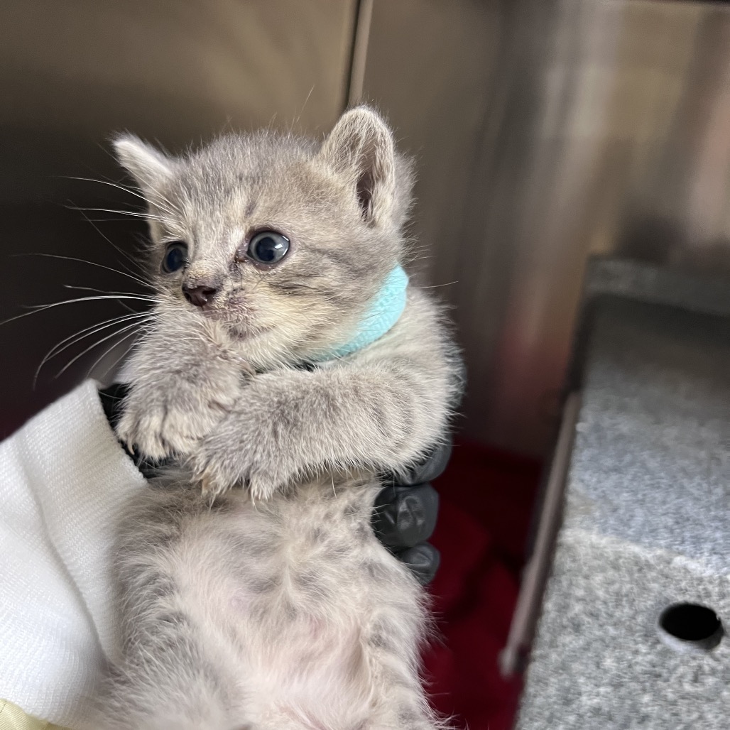 Shelter Stray Female Cat last seen , 5570 Sturmer Park Cir, Winston-Salem, NC 27105, USA