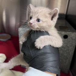 Shelter Stray Female Cat last seen , 5570 Sturmer Park Cir, Winston-Salem, NC 27105, USA