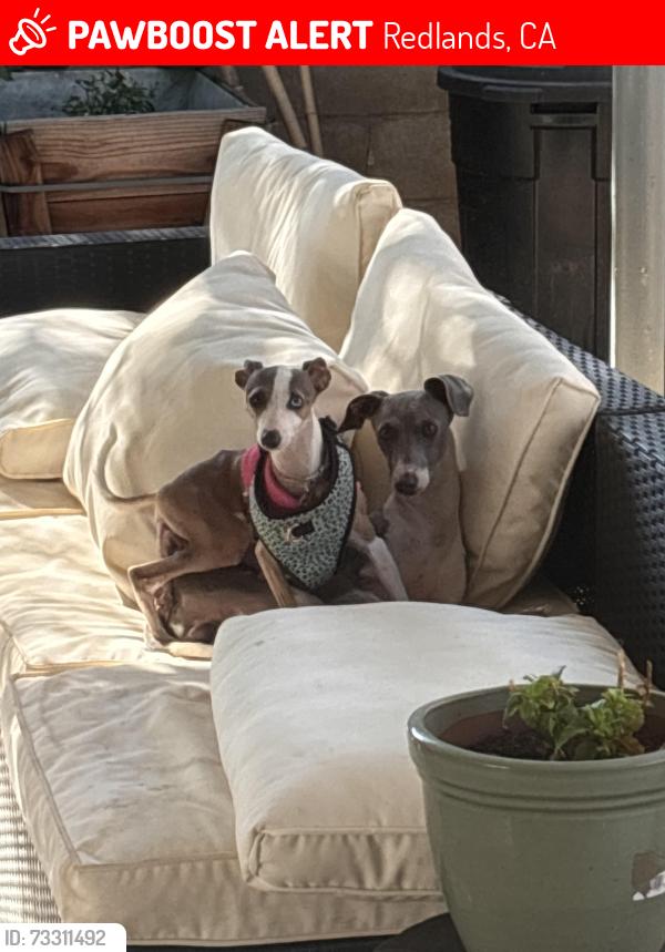 Lost Female Dog last seen Olive market, Redlands, CA 92373