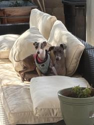 Lost Female Dog last seen Olive market, Redlands, CA 92373