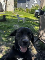 Reunited Female Dog last seen East 76th place, Chicago, IL 60619