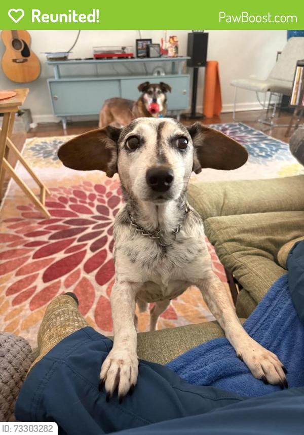 Reunited Female Dog last seen Roundabout in Hudders Creek neighborhood near the creek, Simpsonville, SC 29680