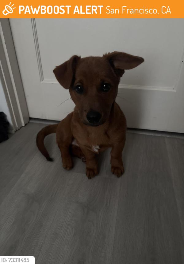 Found/Stray Female Dog last seen Hawes and Griffith, San Francisco, CA 94124