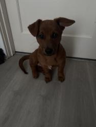 Found/Stray Female Dog last seen Hawes and Griffith, San Francisco, CA 94124