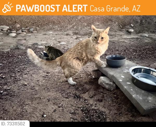 Found/Stray Unknown Cat last seen Florance, Casa Grande, AZ 85122
