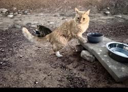 Found/Stray Unknown Cat last seen Florance, Casa Grande, AZ 85122