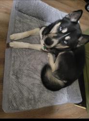 Reunited Male Dog last seen Rippling Brook drive and bel pre road, Silver Spring, MD 20906
